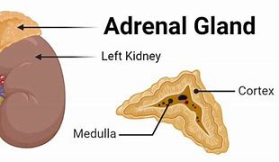 Image result for Normal Adrenal