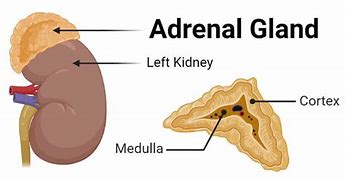 Image result for Adrenal Gland Parts