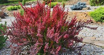 Image result for Landscape Shrubs and Bushes