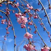 Image result for Prunus Pink Cascade Weeping