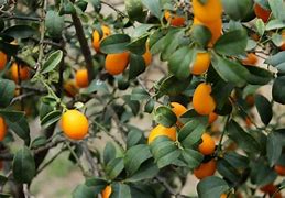 Image result for Kumquat Tree Leaves Images