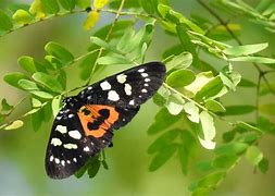 Image result for Tiger Moth Insect