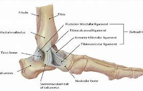 Image result for Lateral Malleolus Ligaments