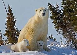 Image result for Royalty Free Polar Bears Protecting Cubs