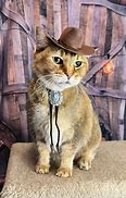 Image result for Texas Cowboy Cat