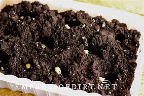 Image result for Figer Lime Citrus Seed Sprouting