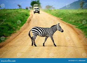 Image result for Zebra Road Scatsh