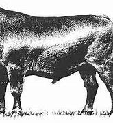 Image result for Angus Bull Clip Art