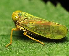 Image result for Leafhopper Pic