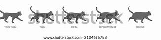 Image result for Cat Weight Graph