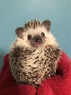 Image result for Hedgehog Ball