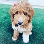 Image result for Brown and White Goldendoodle