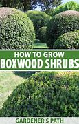 Image result for Plant Boxwood Shrubs