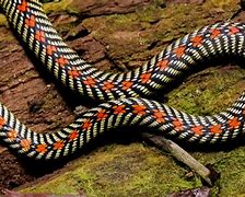 Image result for Ancient Snake Pattern