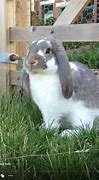 Image result for French Rabbit