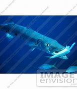 Image result for Barracuda Eating