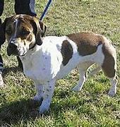 Image result for English Bulldog Basset Hound Mix