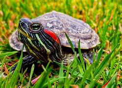 Image result for Red Spotted Turtle Food