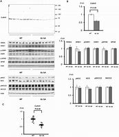 Image result for Cullin Protein Structure