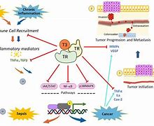 Image result for TSH Signaling Pathway