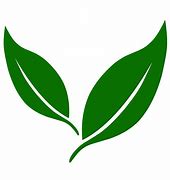 Image result for Leaf Pic