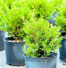 Image result for Boxwood Hedge Plants