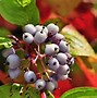 Image result for Cornus Alba Dogwood