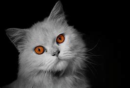 Image result for Gray Cat with Orange Eyes