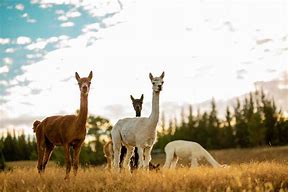 Image result for Alpaca Animals Facts