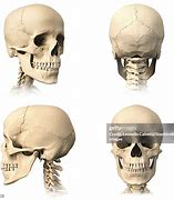 Image result for Human Skull in All Angles 3D