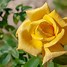 Image result for Shrubs with Yellow Flowers and Brown Leaves