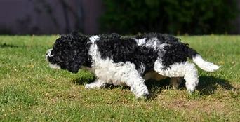 Image result for French Water Dog