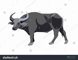 Image result for Rainbow-Coloured Water Buffalo Art