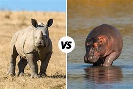 Image result for Reptil Vs. Rhino