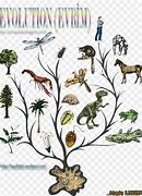 Image result for Phylogenetic Tree of Animal Evolution