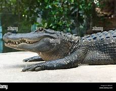 Image result for Alligator Strung Up