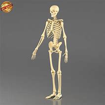 Image result for A Human Skeleton