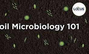 Image result for Soil Microbes