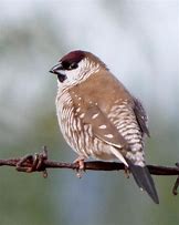 Image result for Plum-headed Finch