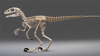 Image result for Dinros Bone Identification