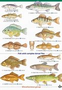 Image result for Freshwater Lake Fish