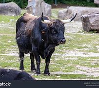 Image result for Bos Genus