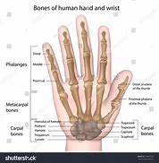 Image result for Finger Labels