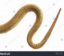 Image result for Blunt Tail Snake