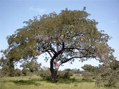 Image result for African Bean Tree