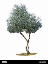 Image result for White Olive Tree On Black Background