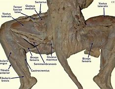 Image result for Cranial Tibial Muscle Dissected Cat