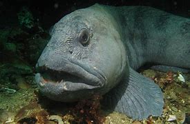 Image result for Wolfish