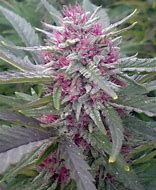 Image result for Pink Marijuana Leaf Katana