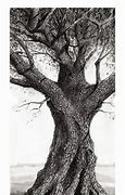 Image result for Best Tree Drawing